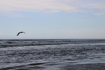 Pelican bird in flight in blue sky over blue sea horizon.