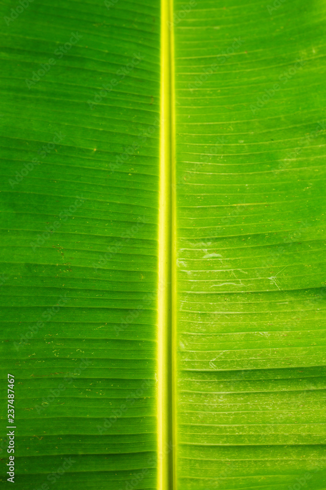 Wall mural Background of green banana leaf, close up, vertical composition