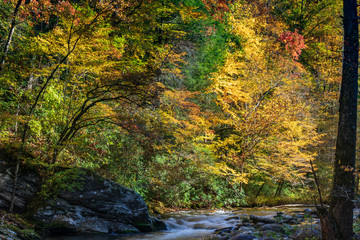 Fototapeta na wymiar Middle Prong Little River surrounded by Fall Foliage in the Great Smoky Mountains National Park Tennessee