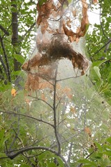 Thick cobweb in a tree
