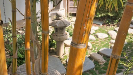 Fototapeta premium bamboo forest