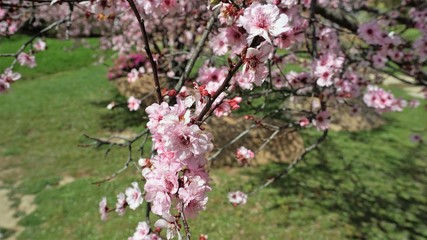 blooming cherry tree in spring