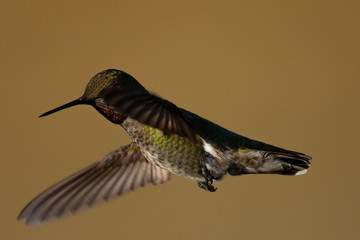 Fototapeta premium Hummingbird flying, seen in North California