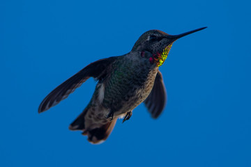 Hummingbird flying, seen  in North California