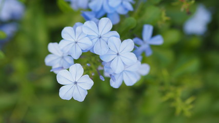 Obraz na płótnie Canvas blue flowers in the garden