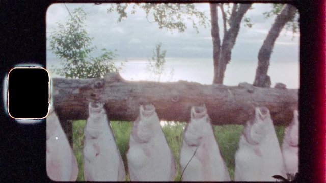 Super 8 8mm film footage of harvested halibut at sunset above an ocean inlet in Alaska
