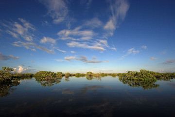 Fototapeta na wymiar Mangrove trees and clouds reflected in the serene water of Barnes Sound, Florida, in early morning light.