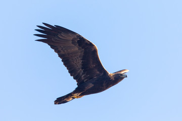 Obraz premium Golden eagle flying, seen in the wild in North California