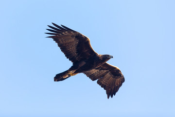 Golden eagle flying, seen in the wild in  North California