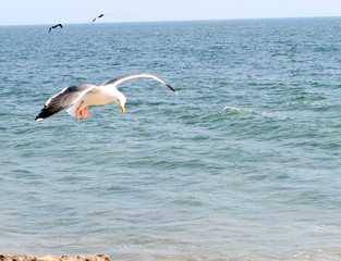 Fototapeta na wymiar seagull in flight