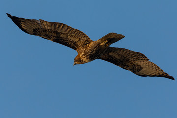 Red-tailed hawk flying in beautiful light , seen in the wild in North California
