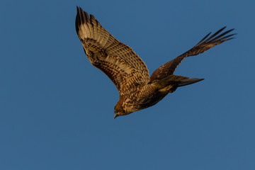 Red-tailed hawk flying in beautiful light , seen in the wild in North California