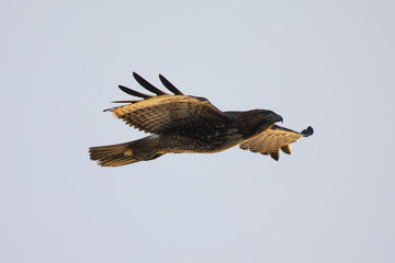 Red-tailed hawk flying in beautiful light , seen in the wild in North California