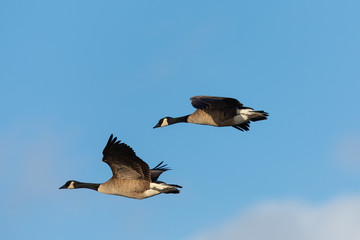 Canada geese flying in formation against clouds, seen in the wild near the San Francisco Bay