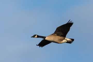 Canada goose flying  against clouds, seen in the wild near the San Francisco Bay