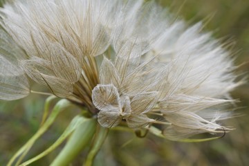 Close up of a giant dandelion puff balls