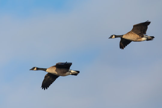 Canada geese flying in formation against clouds, seen in the wild near the San Francisco Bay