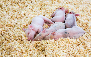Closeup of 1 week old white baby piglets resting
