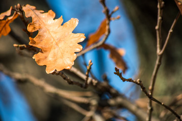 Branch with oak leaf on a blue background