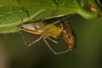 female lynx spider feeding on fruit fly at underside of green leaf