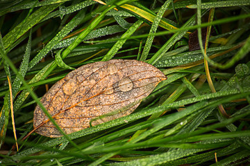 Drops on leaves and grass