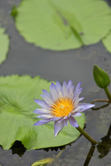 Beautiful colourful lotus in a reflection pond with peaceful atmosphere.