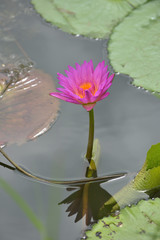 Beautiful colourful lotus in a reflection pond with peaceful atmosphere.