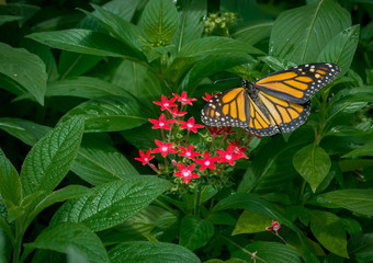 Orange Butterfly & Red Flowers