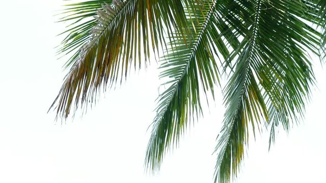 Tropical beach palm coconut leaves on white background.