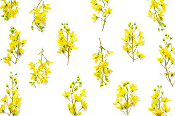 Yellow flowers on white background