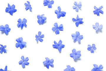 Fototapeta na wymiar blue flowers on white background