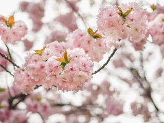 cherry blossom in spring