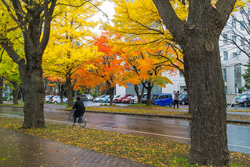 Ginkgo avenue at Hokkaido University, Japan