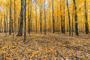 colorful autumn forest