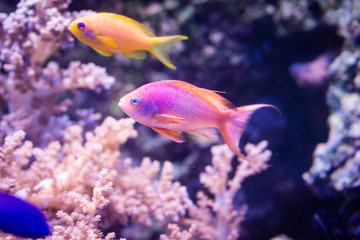 Fototapeta premium Pseudanthias squamipinnis - Sea goldie