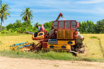 Fototapeta premium Combine harvester in action on rice field. Harvesting is the process of gathering a ripe crop