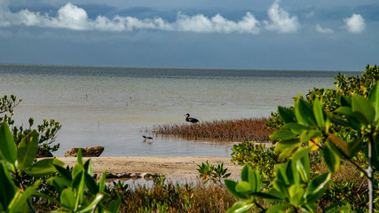  Beach Women or a white island. National Park near Cancun. Here you can rehearse each photographer. Birds, condors, pelicans, herons. There are many birds and the colors of nature are simply amazing.