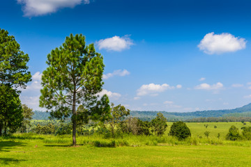 Fototapeta na wymiar landscape Pine Forest with a blue sky and white clouds in the spring afternoon
