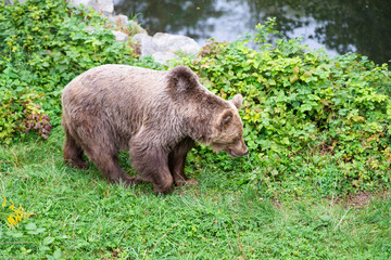 brown bear - Ursus arctos
