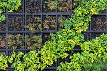 wall with plants