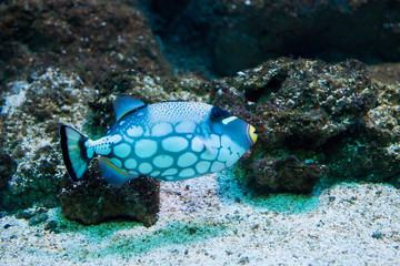 Clown Triggerfish - Balistoides conspicillum