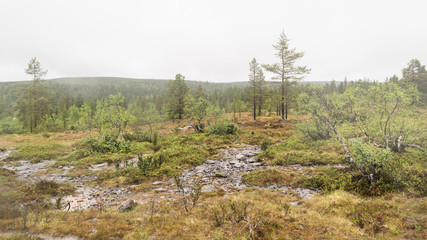 Fototapeta na wymiar Landscape of the finnish forest in cloudy sky from the hill in Lapland