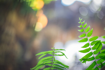 The background of leaves, wallpaper of nature green, is beautiful, according to the growth. Some...