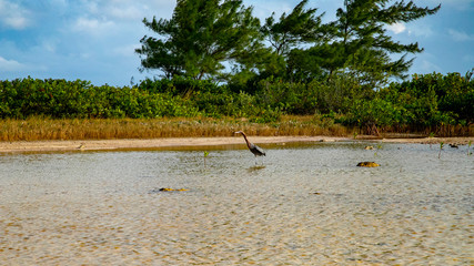  Beach Women or a white island. National Park near Cancun. Here you can rehearse each photographer. Birds, condors, pelicans, herons. There are many birds and the colors of nature are simply amazing.