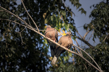 Brown Pigeon sitting on tree