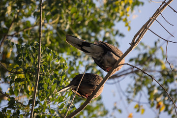 Brown Pigeon sitting on tree