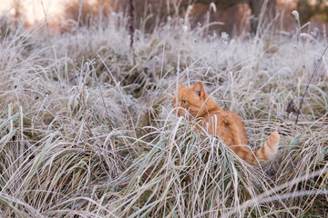 Red cat on snow background