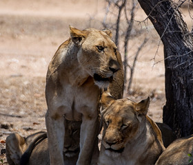Female Lions