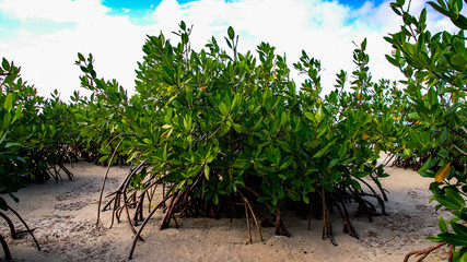  Beach Women or a white island. National Park near Cancun. Here you can rehearse each photographer....