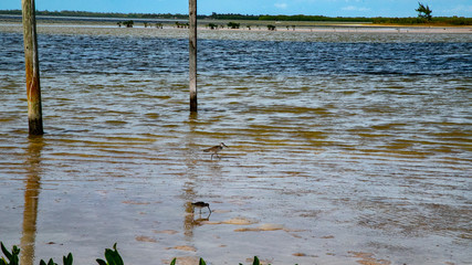  Beach Women or a white island. National Park near Cancun. Here you can rehearse each photographer. Birds, condors, pelicans, herons. There are many birds and the colors of nature are simply amazing.